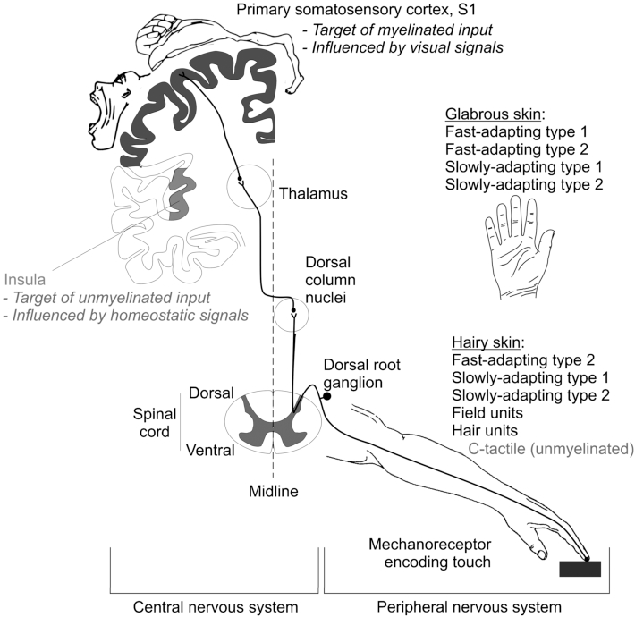 Mechanoreceptors process